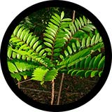 Long Jack, Tongkat Ali, Eurycoma Longifolia: Male UltraCore Ingredient